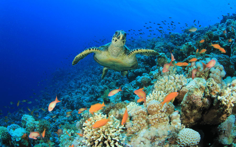 Is the Mediterranean Sea an Ocean? It's called "sea" for a reason! Thumbnail