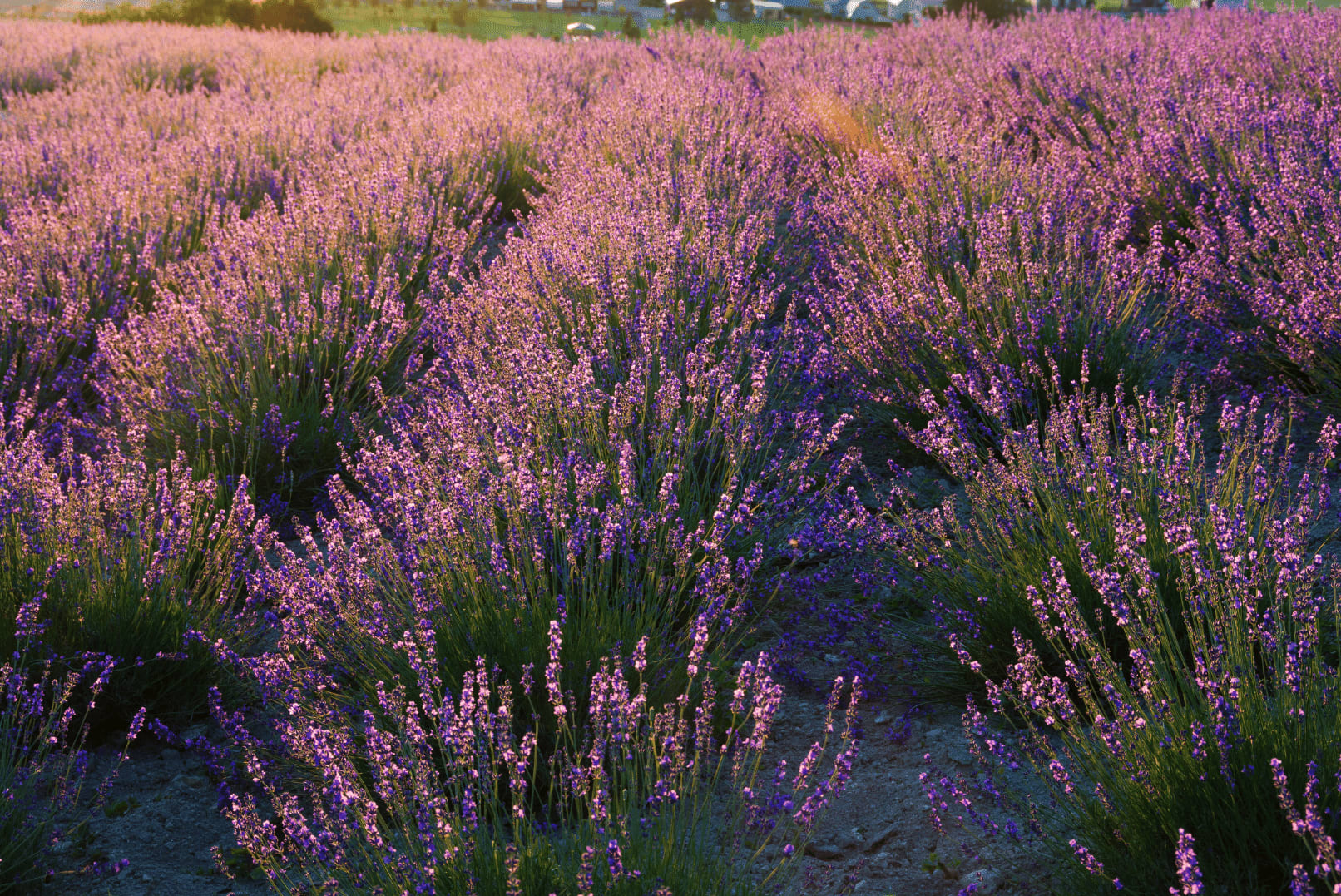 lavenderplant