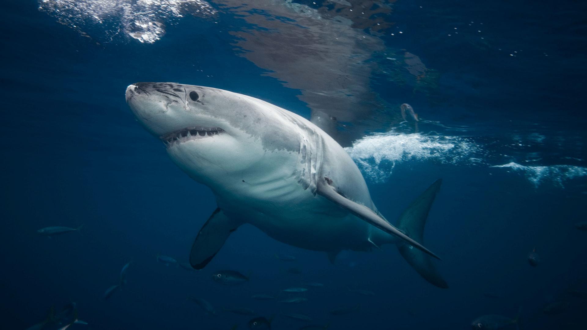 Mediterranean Shark