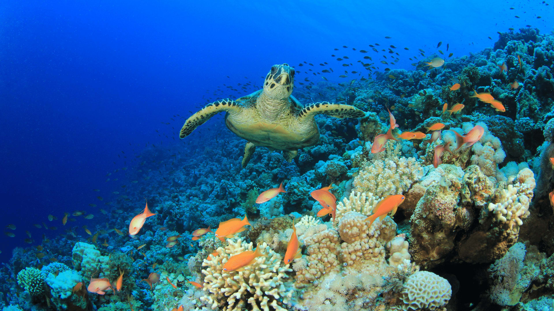 Mediterranean Biodiversity