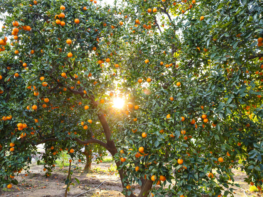 Orange tree in Spain