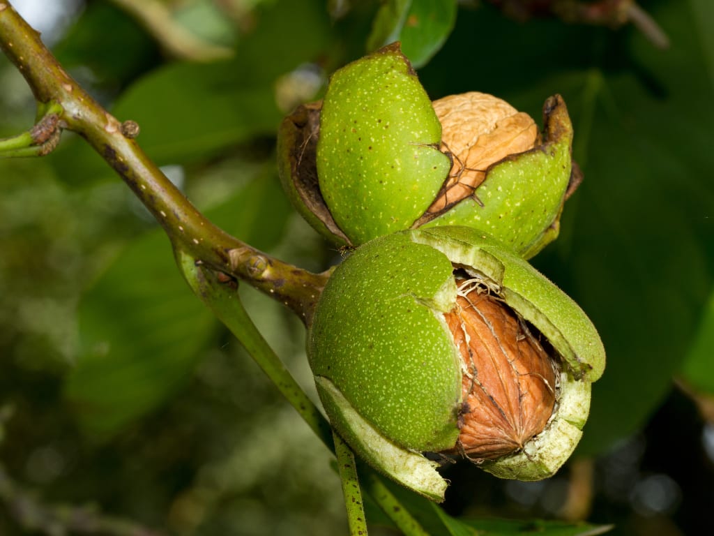 Nogal or Common Walnut tree in Spain