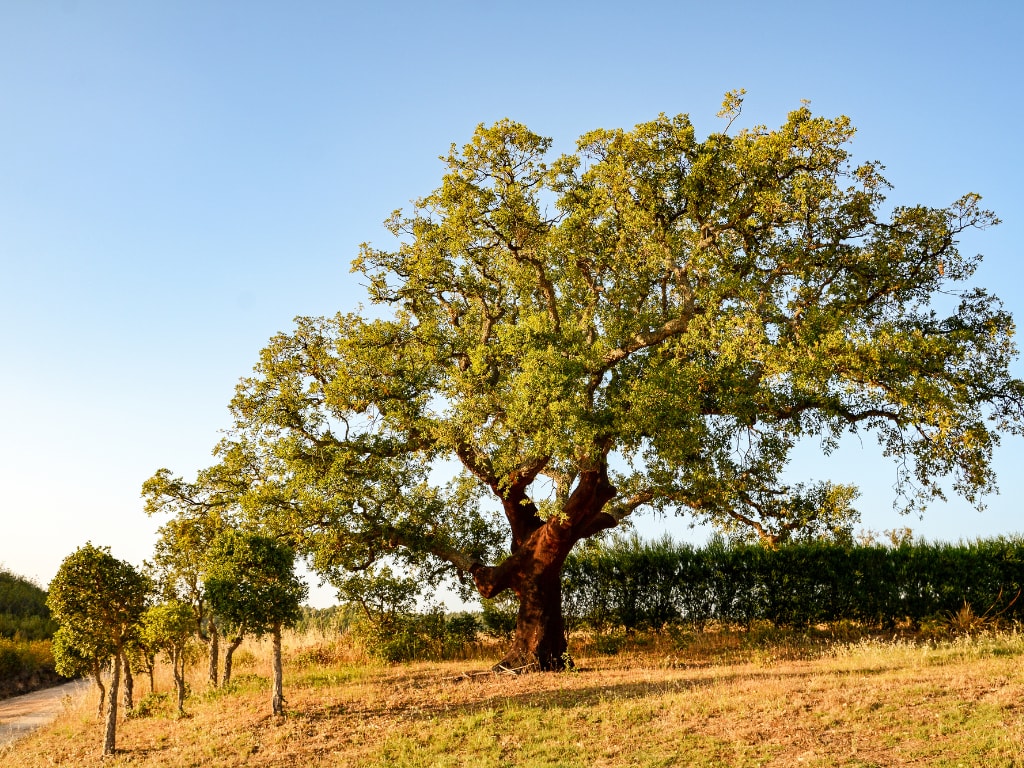 Oak tree in Spain