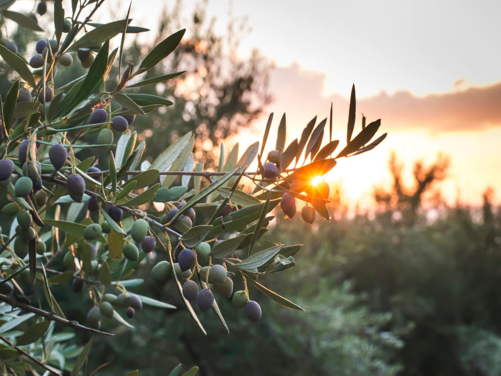 olive tree