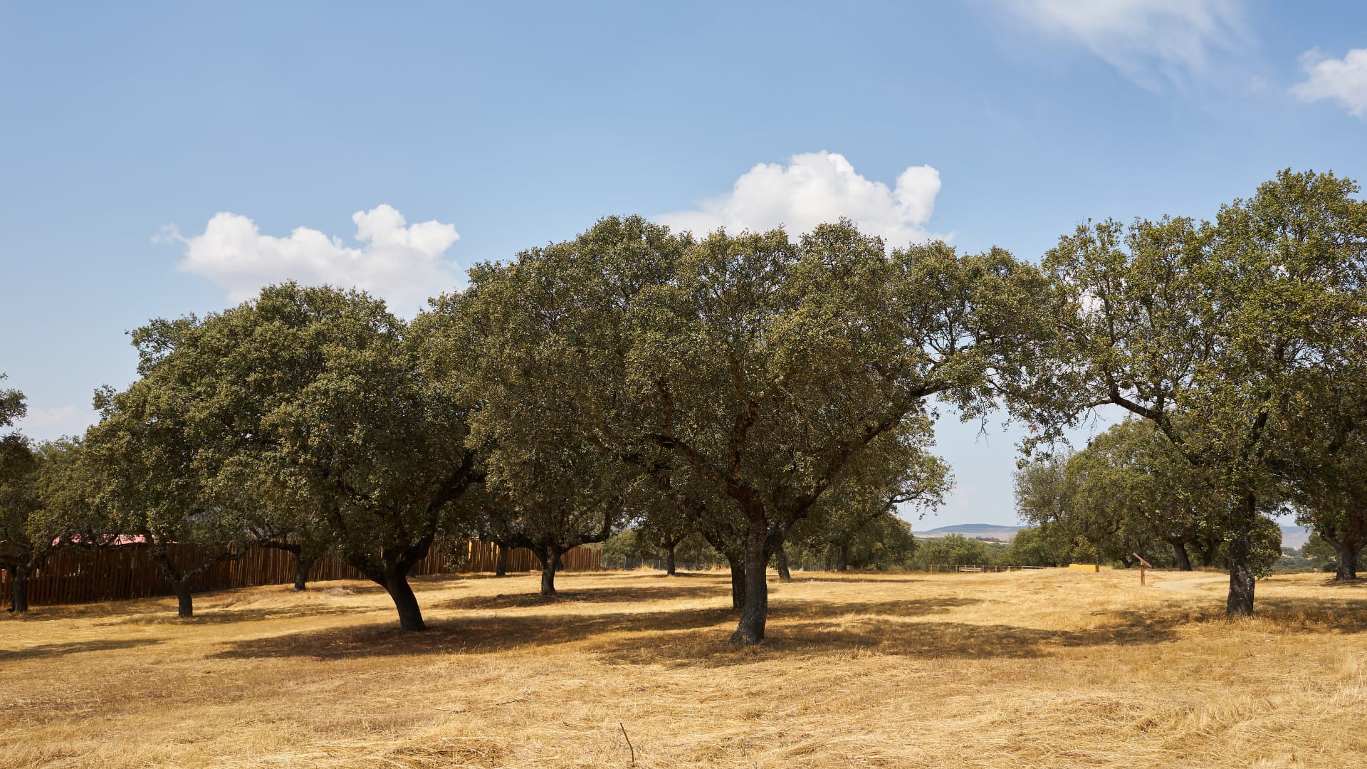 La Dehesa Castellana