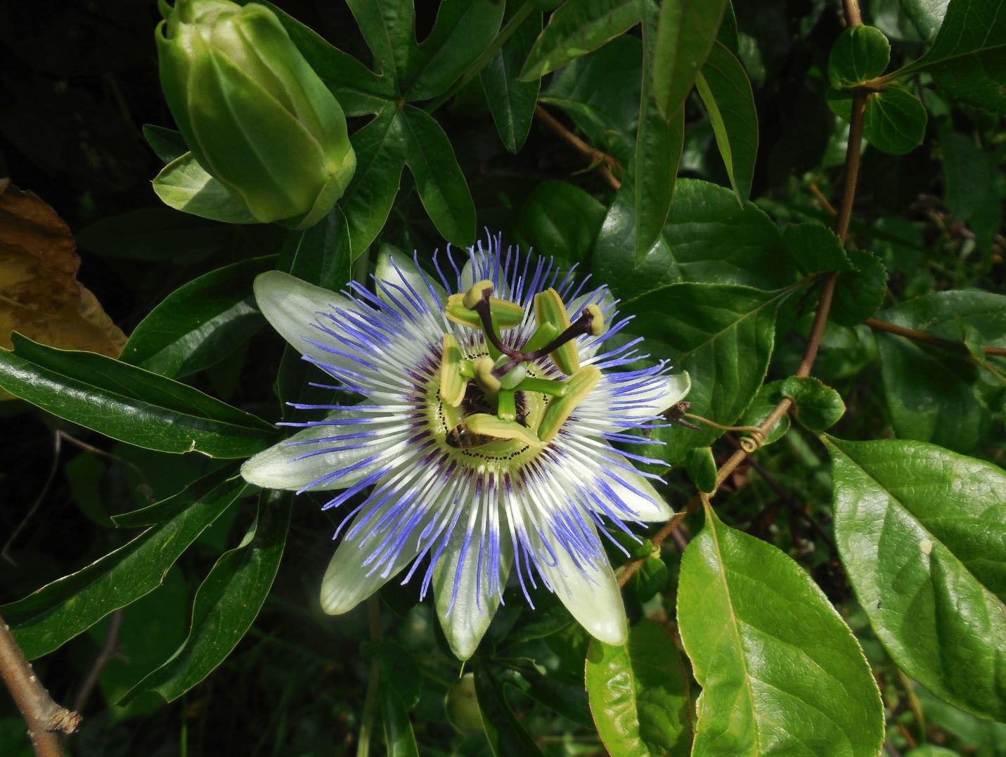 passifloraplant