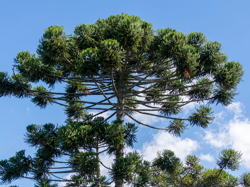 Stone pine tree in Spain