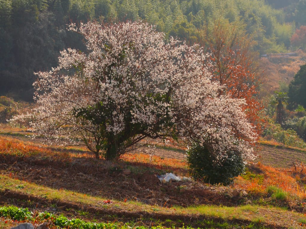 Plum tree in La Rioja