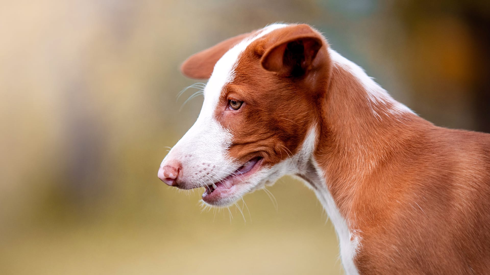 podenco