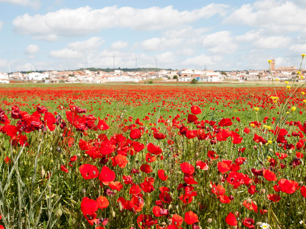 Poppy fields in Spain