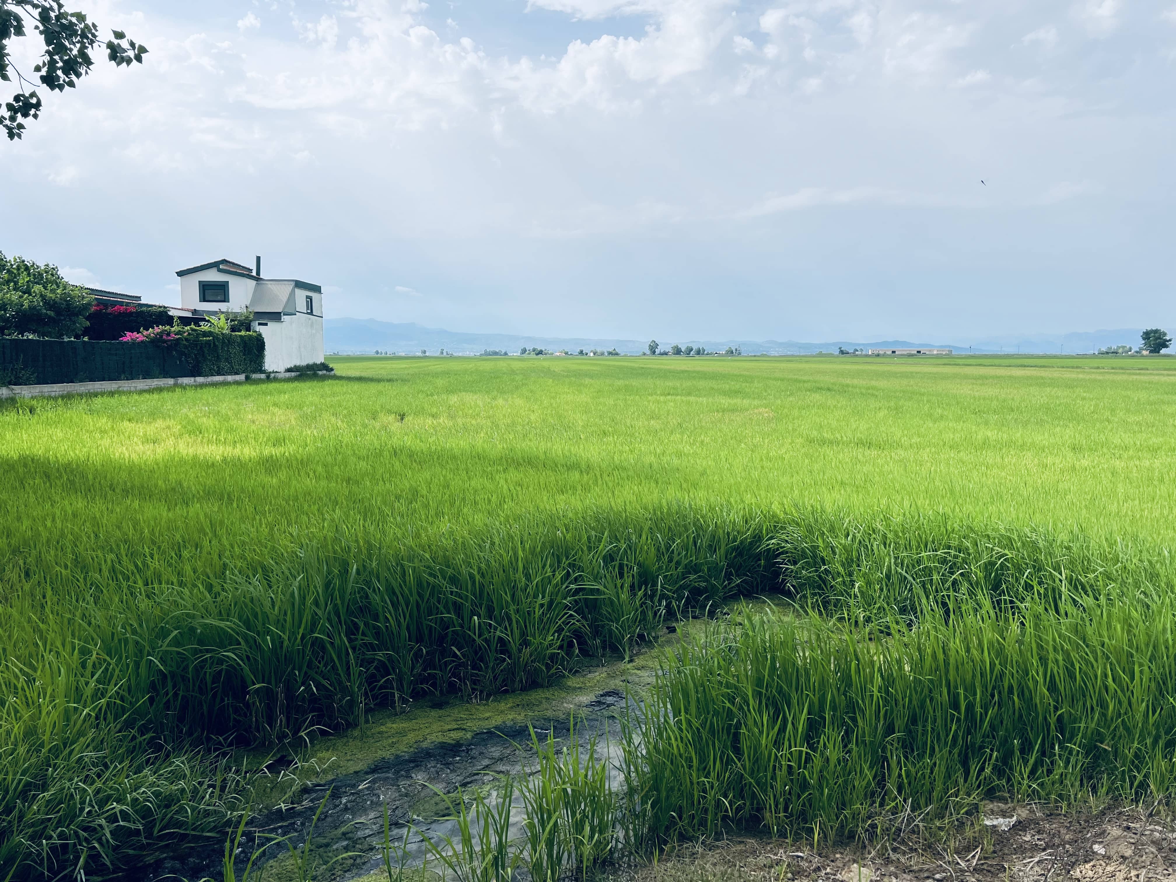 Rice Fields Delta Ebro