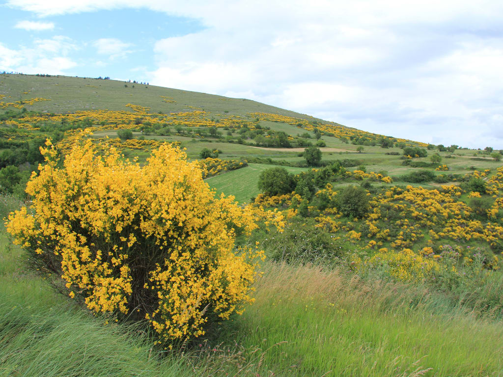 Scotch broom in Avila