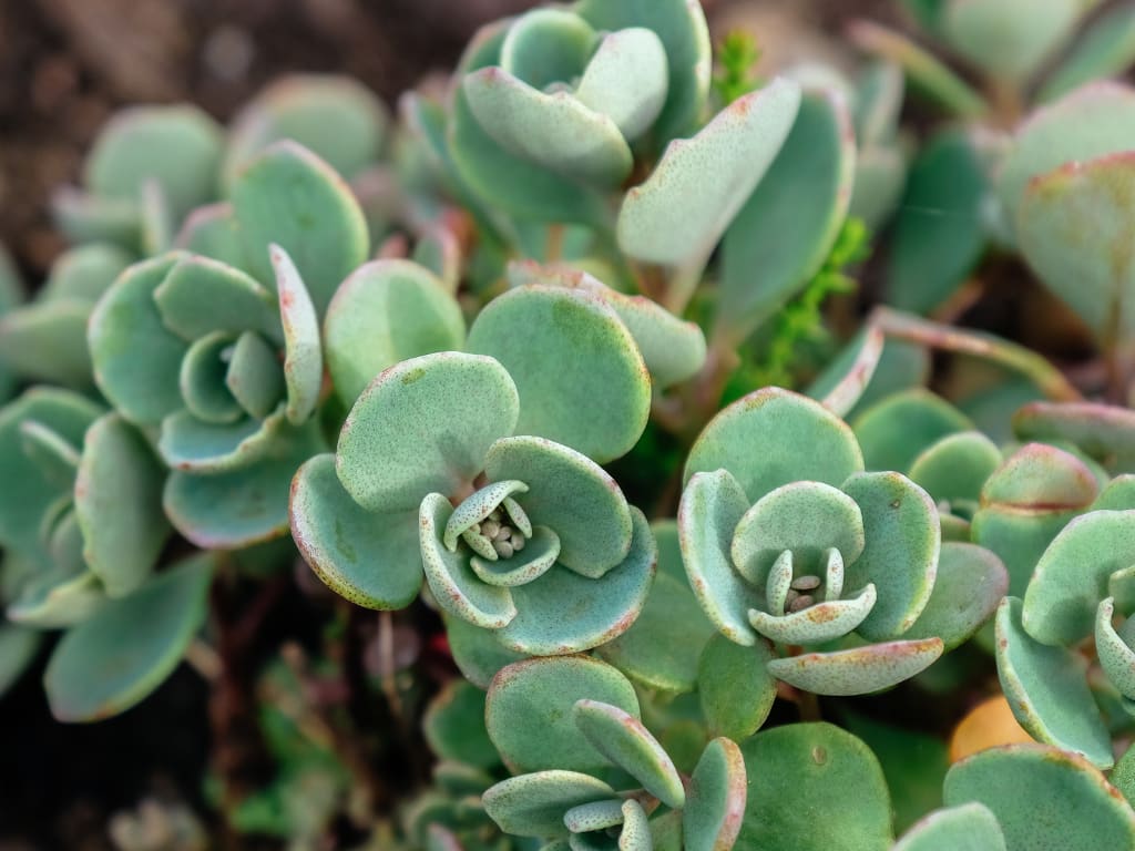 Sedum succulent in Spain
