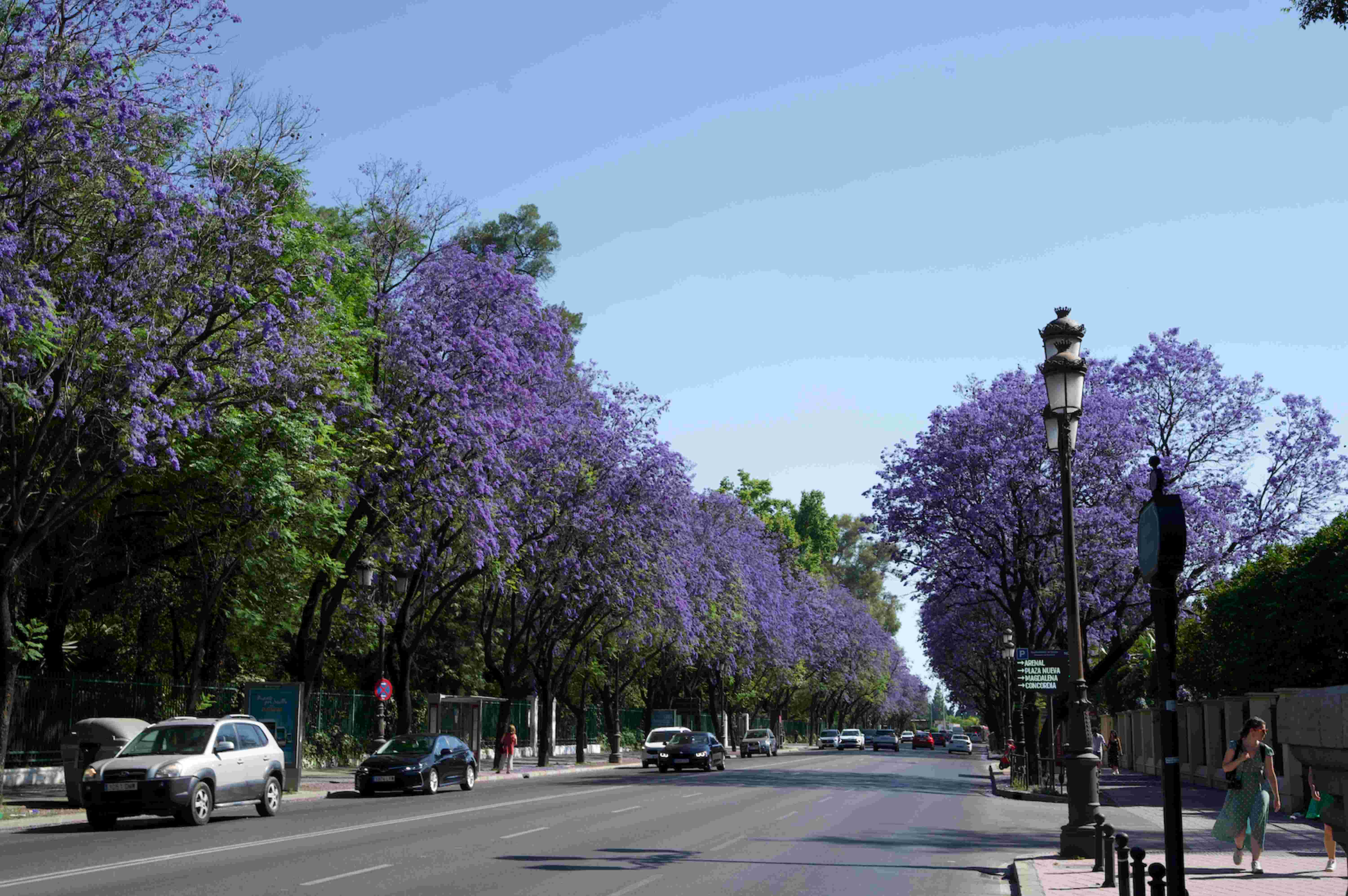seville puente de triana in spring