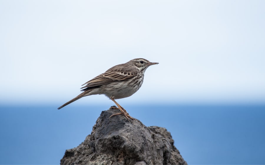 The Most Common Birds found in Spain + 8 Endemic Species Thumbnail