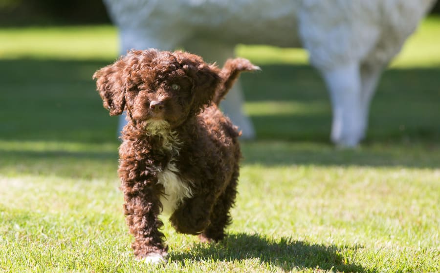 9 Breeds Made in Spain: Who let THESE dogs out? Thumbnail