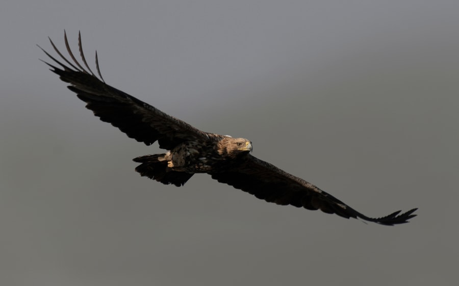 Top 9 Spanish Eagles: The "Imperial Eagle" is a Beauty! Thumbnail