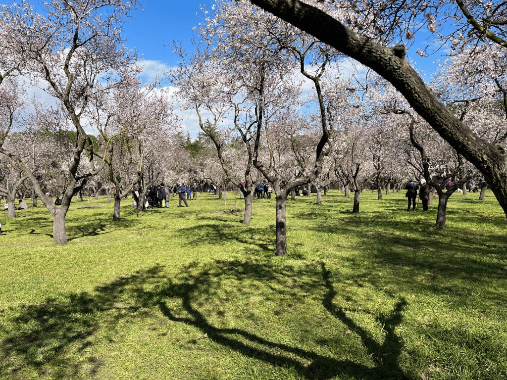 Almond tress bloom in feberuary in spain