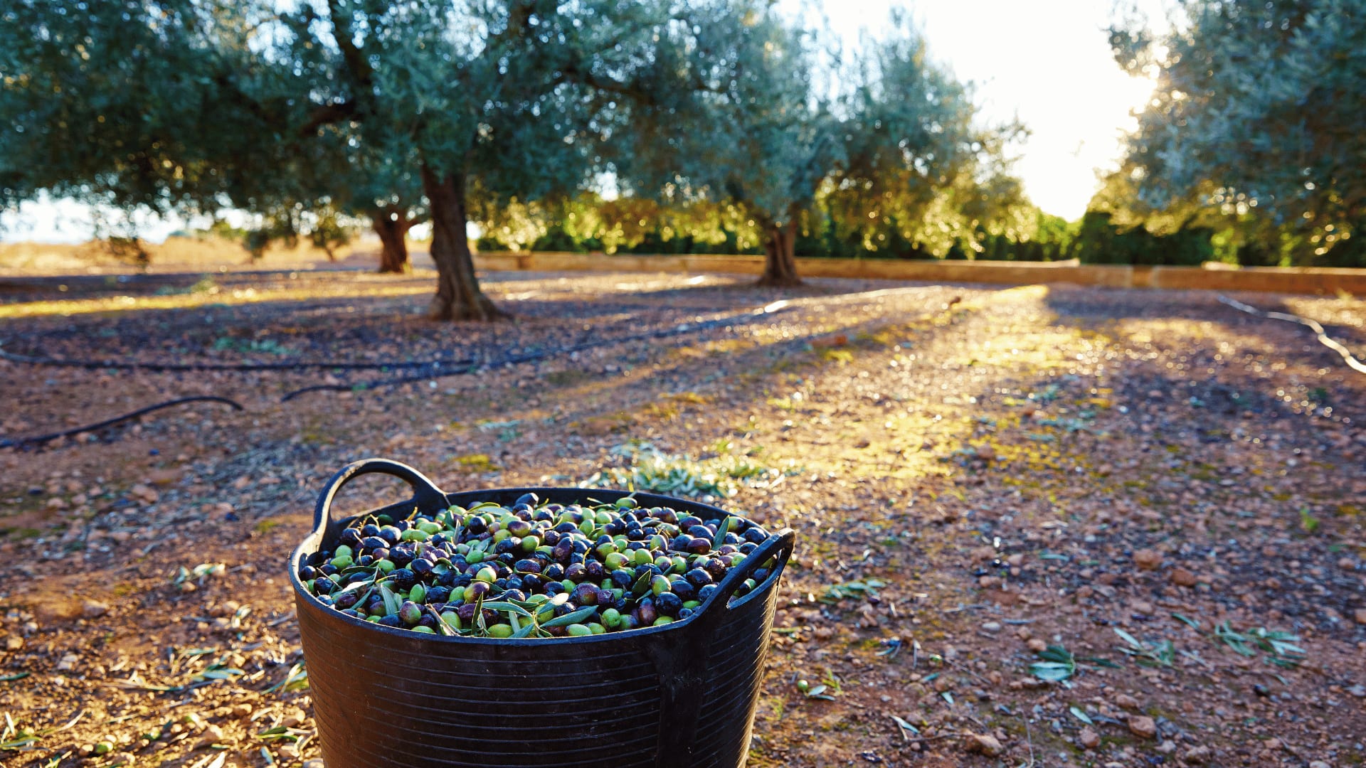 Photo of Spain olives