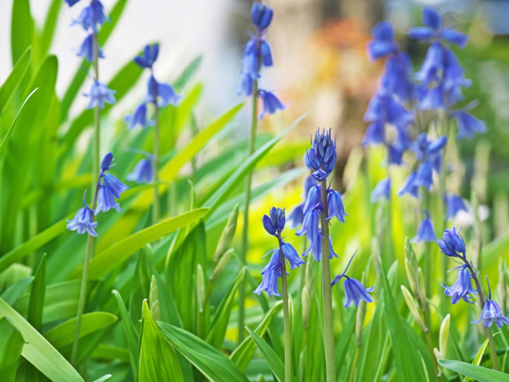 Spanish bluebell for your garden