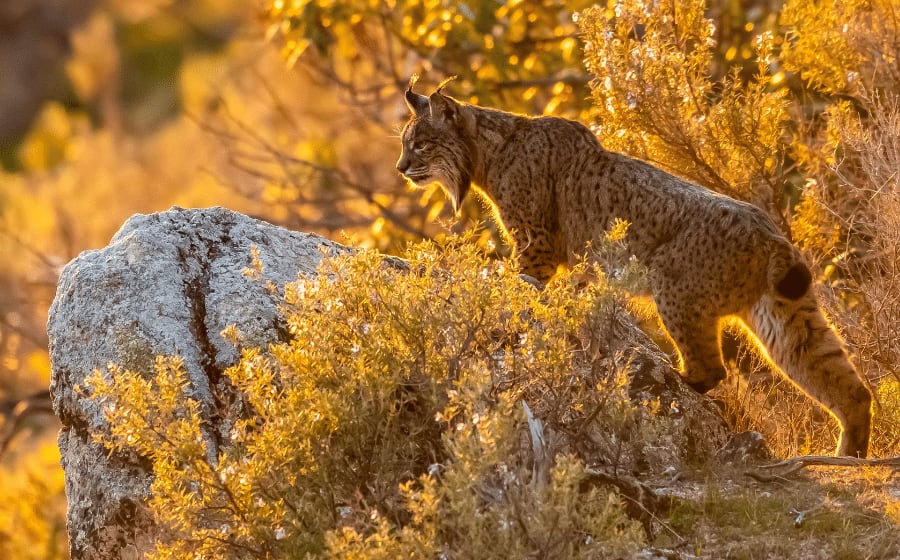 Exploring the Spanish Wildlife and Its 11 Emblematic Animals Thumbnail