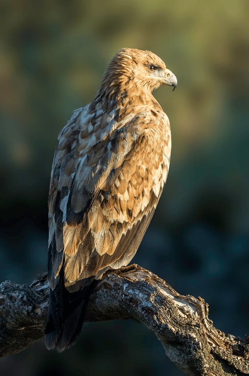 spanishimperialeagle1