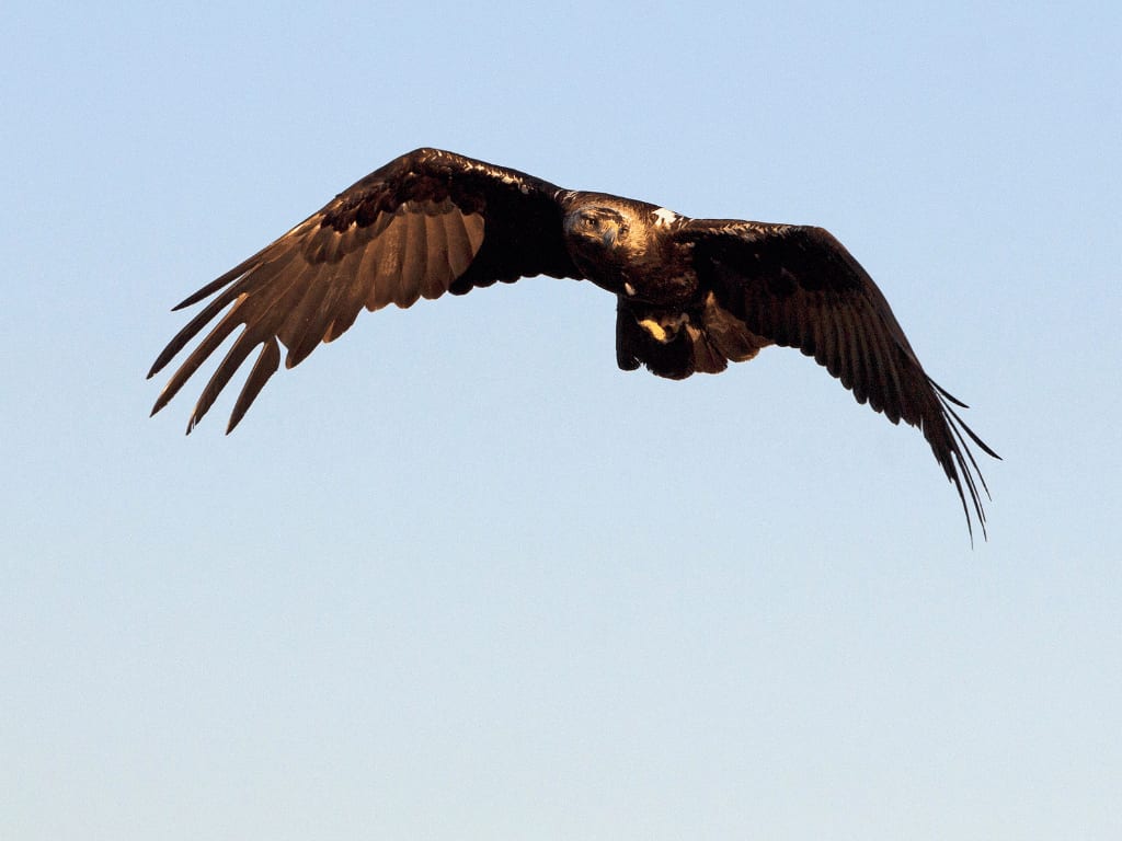 spanishimperialeagle10