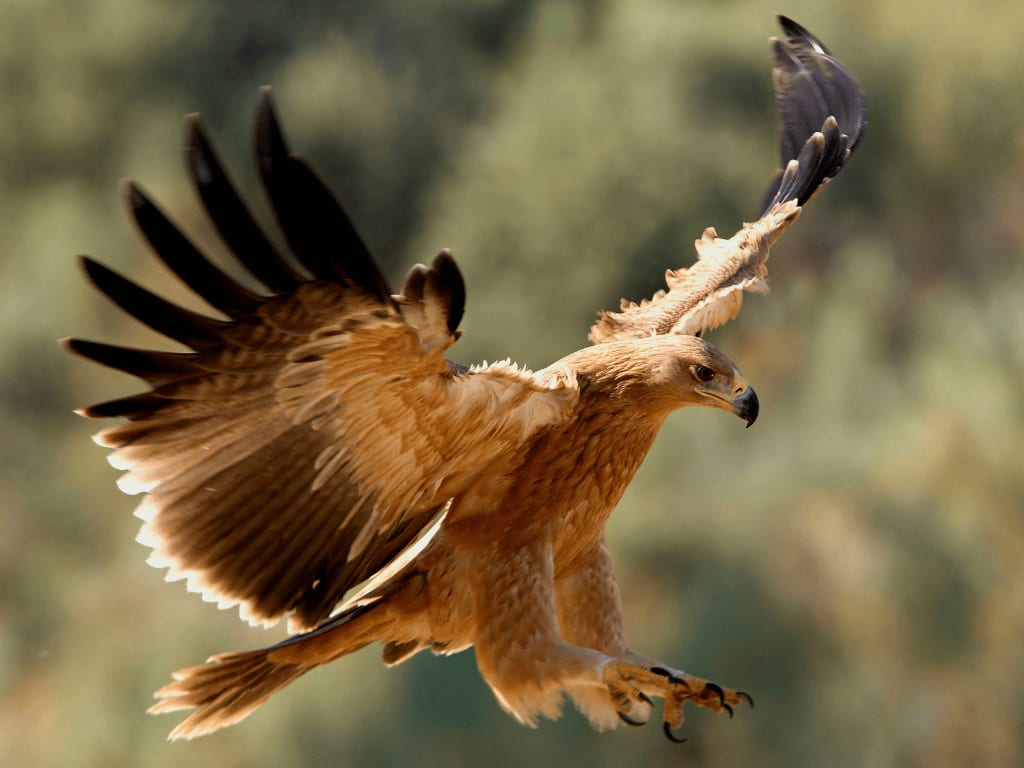spanishimperialeagle11