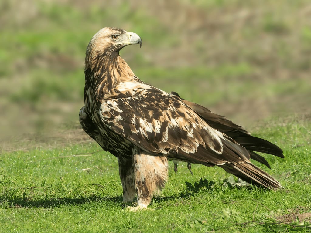 spanishimperialeagle13