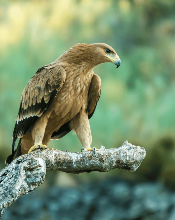 spanishimperialeagle14