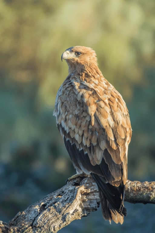 spanishimperialeagle15