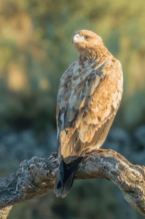 spanishimperialeagle16