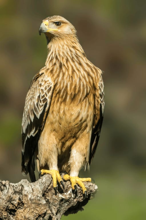 spanishimperialeagle17