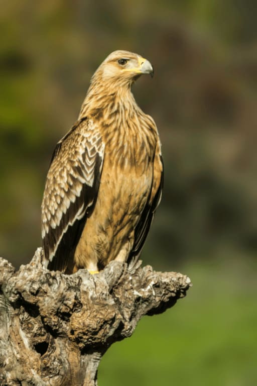 spanishimperialeagle18