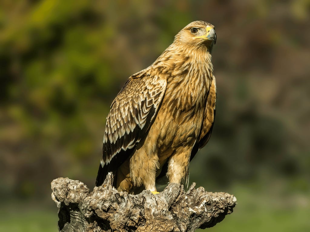 spanishimperialeagle19