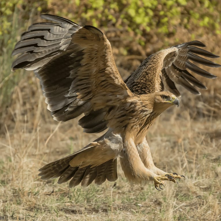 spanishimperialeagle2