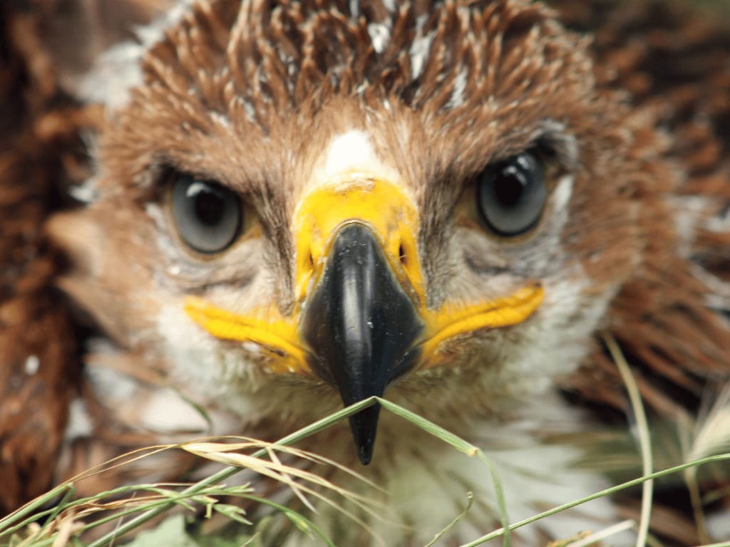 spanishimperialeagle20