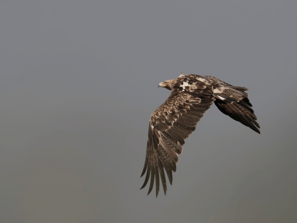 spanishimperialeagle21