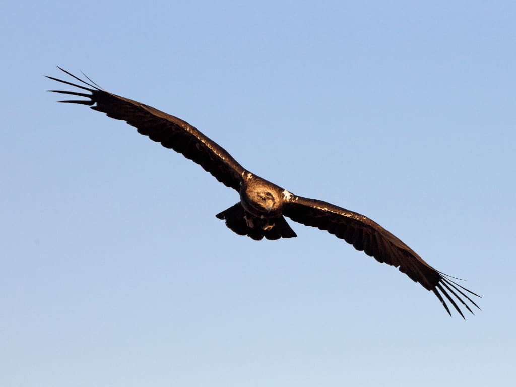 spanishimperialeagle22