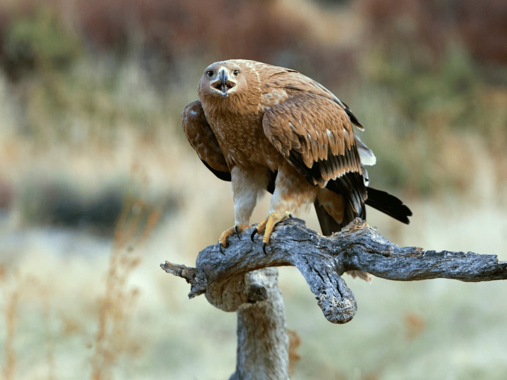 spanishimperialeagle23