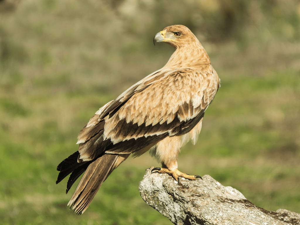 spanishimperialeagle3