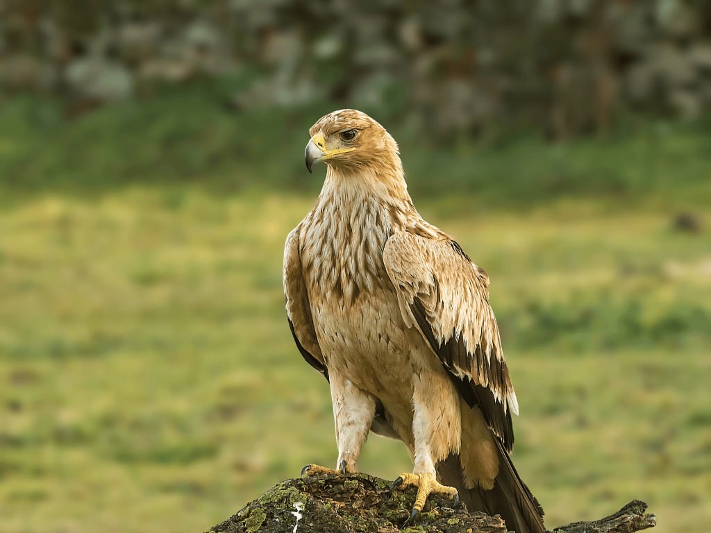 spanishimperialeagle4