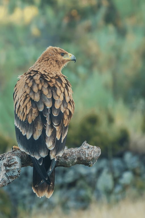 spanishimperialeagle5