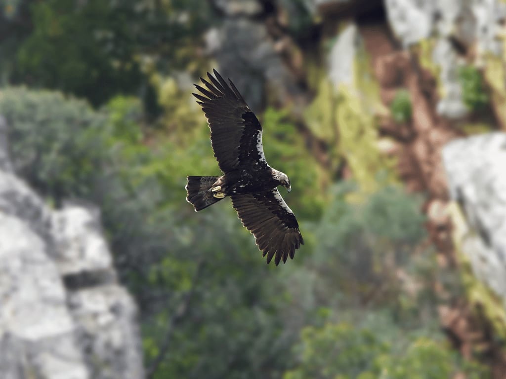 spanishimperialeagle7