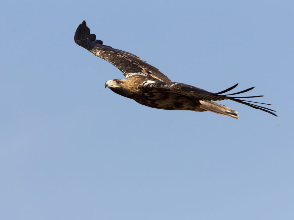 spanishimperialeagle8