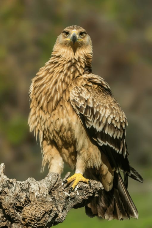 spanishimperialeagle9