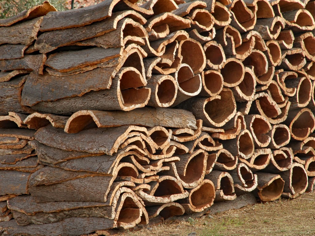Oak tree in Spain and bark process