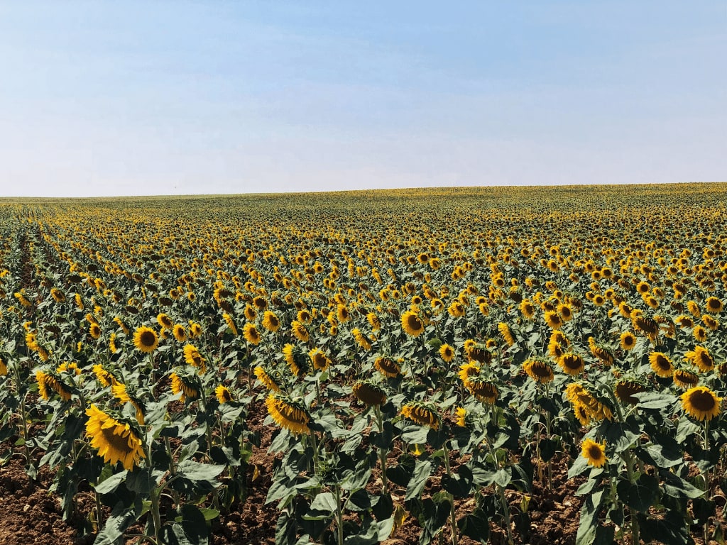 Sunflower Brihuega