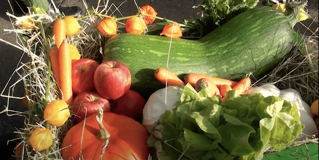 Thanksgiving Harvest in Germany