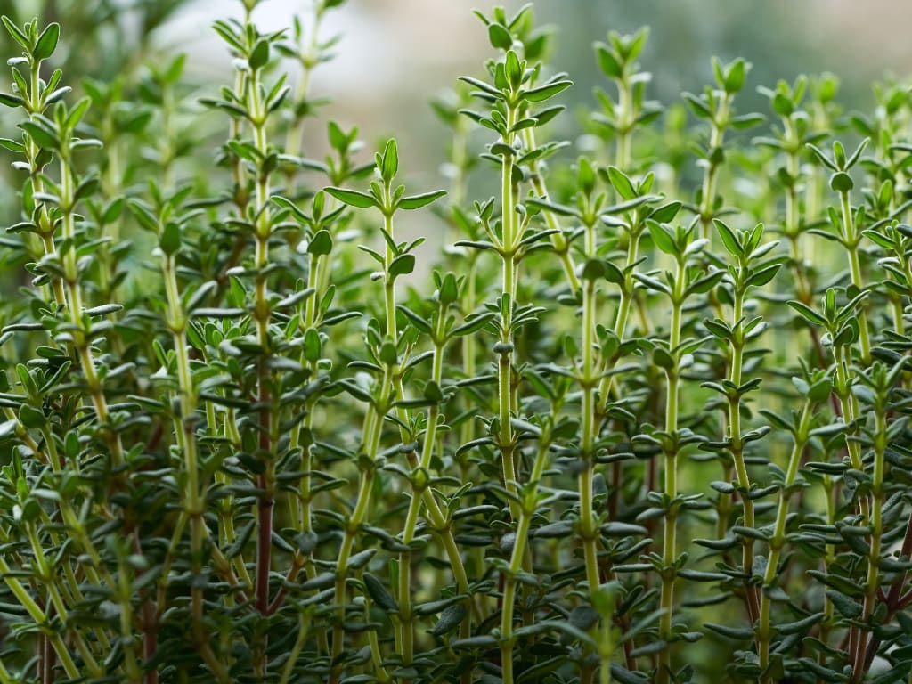 Thyme for your garden in Spain